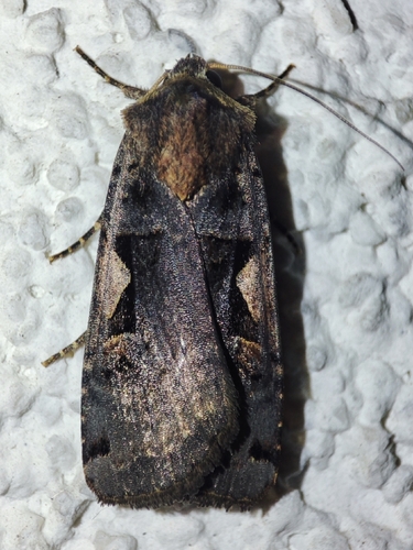 Setaceous Hebrew Character