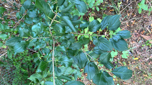 common buckthorn