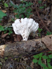 Cymatoderma caperatum