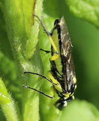 Rhogogaster picta