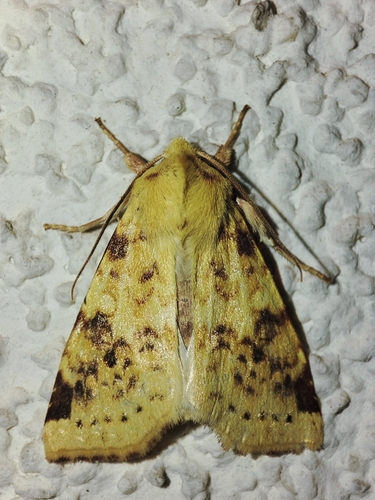 The Sallow