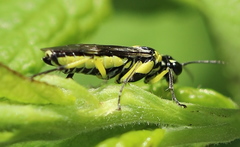Rhogogaster picta