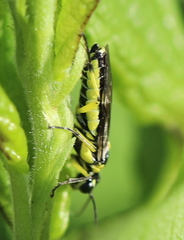 Rhogogaster picta