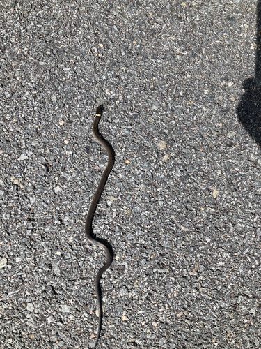 Ring-necked Snake