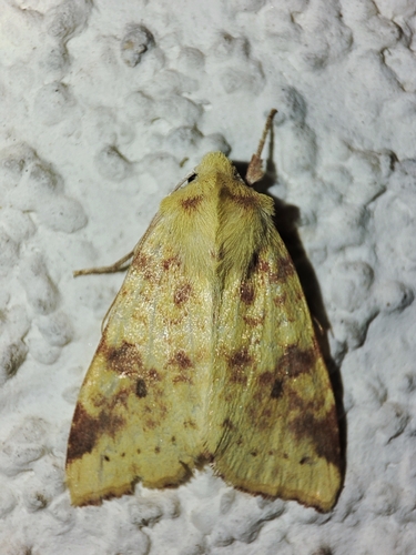 The Sallow