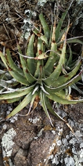 Hechtia glomerata