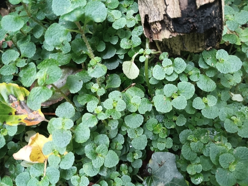 Chrysosplenium oppositifolium, photograph 2