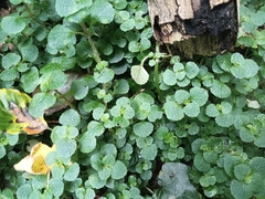 Chrysosplenium oppositifolium, photograph (c) considerthelilies, some rights reserved (CC BY)