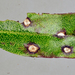 Septoria - Photo (c) Jerry Cooper, some rights reserved (CC BY), uploaded by Jerry Cooper