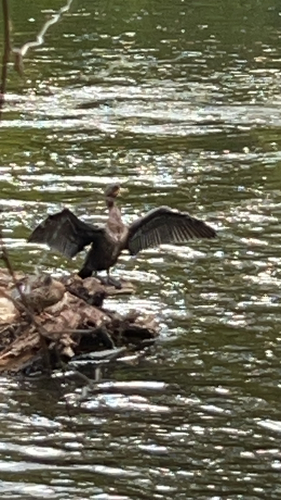 Double-crested Cormorant