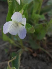 Viola stagnina