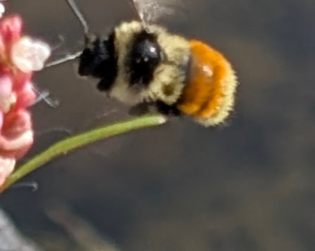 Tricolored Bumble Bee