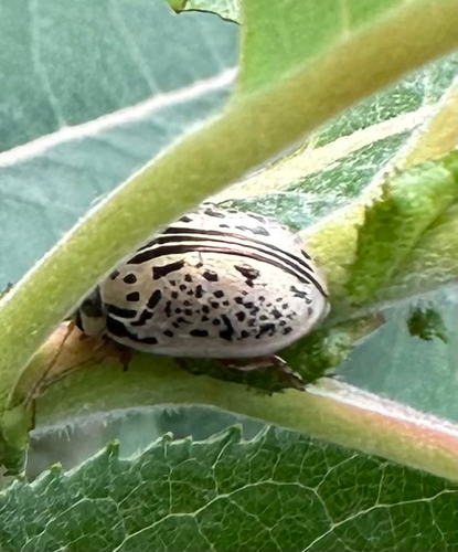 Common Willow Calligrapher Beetle photo 3
