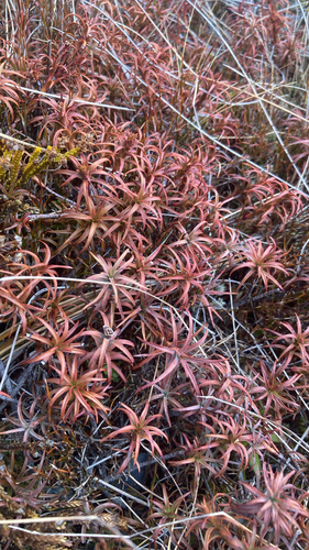 Dracophyllum recurvum observed 2026-09-08