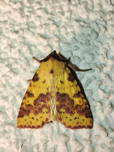 Pink-barred Sallow