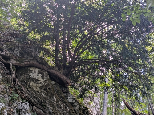 common yew