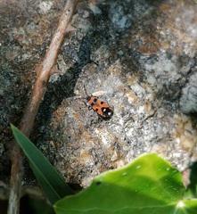 Horvathiolus superbus