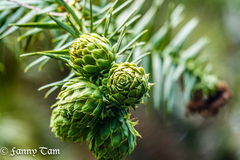 Cunninghamia lanceolata