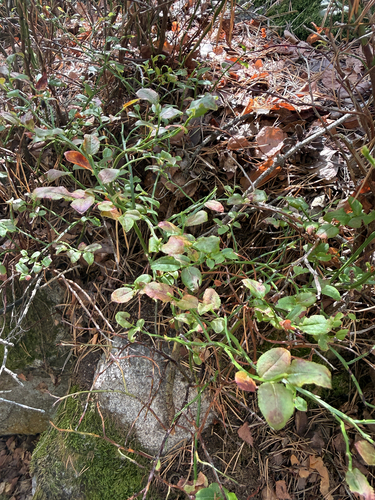 common bilberry