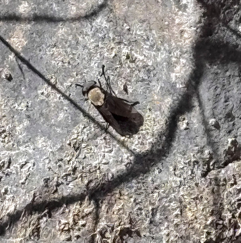 Western Black Horse Fly
