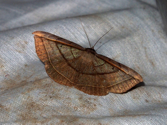 Entomogramma fautrix