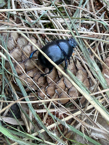 Woodland Dor Beetle