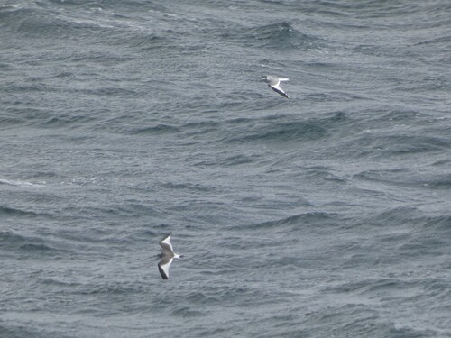 iNaturalist image