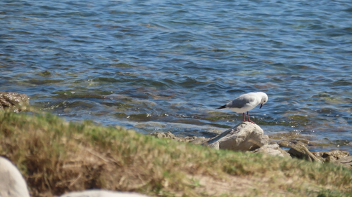 iNaturalist image