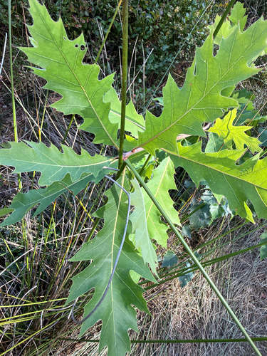 northern red oak