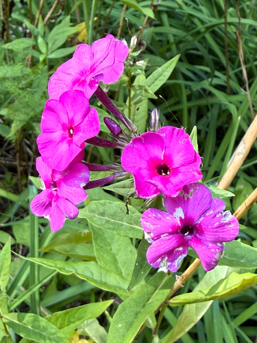 fall phlox