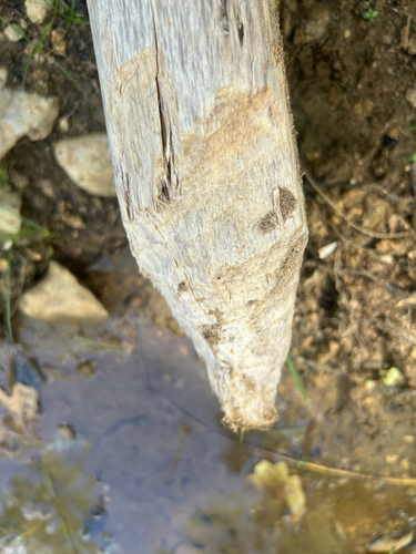 Eurasian Beaver