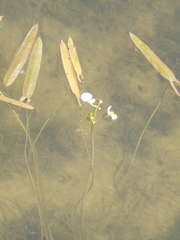 Sagittaria natans