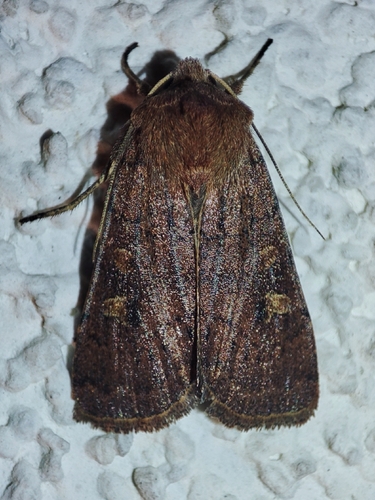 Square-spot Rustic