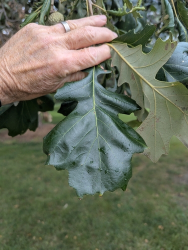 bur oak