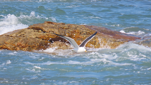 iNaturalist image