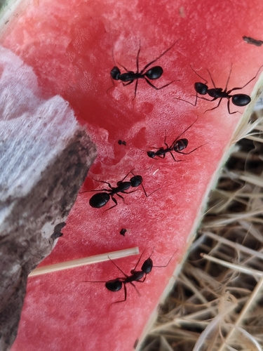Camponotus xerxes