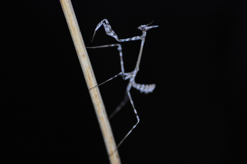 Mediterranean Conehead Mantis