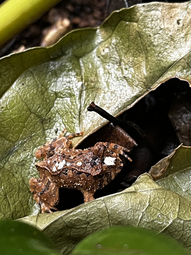 Santo Smooth-horned Frog