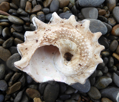 Astraea heliotropium