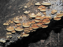Crepidotus praecipuus