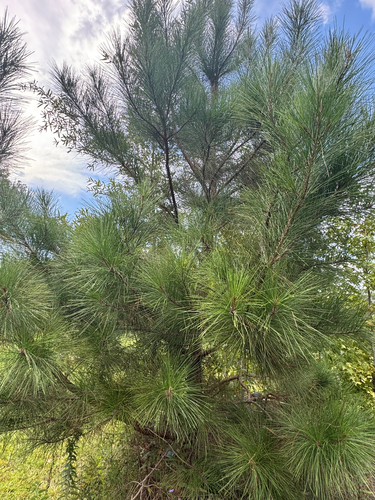 loblolly pine