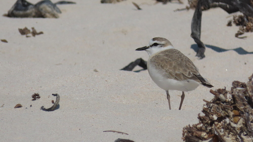 iNaturalist image