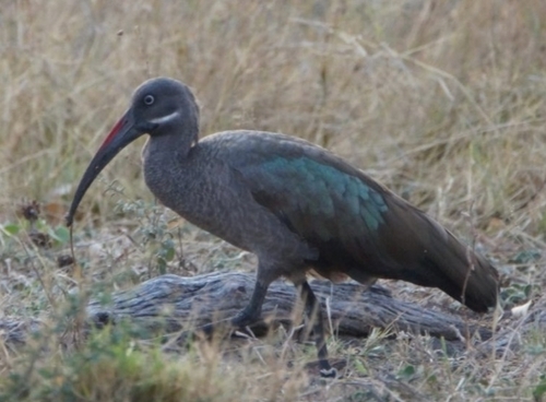 iNaturalist image