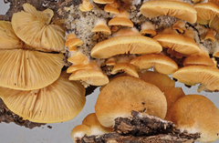 Crepidotus praecipuus
