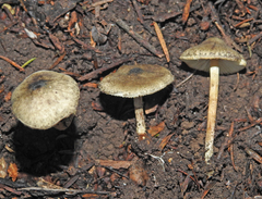 Lepiota grangei