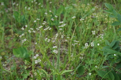 Valerianella dentata