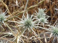 Eryngium castrense