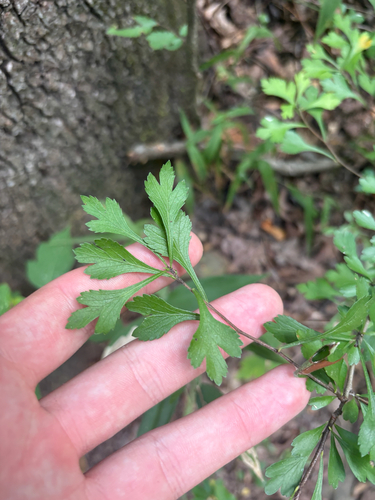 Crataegus spathulata, photograph 2