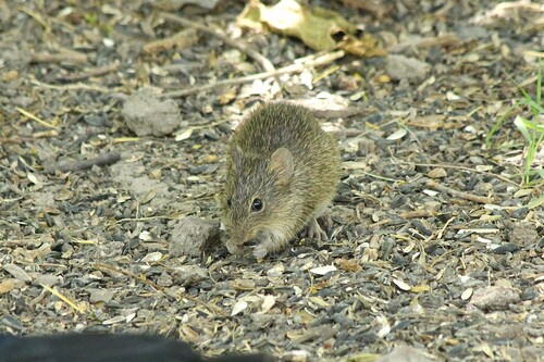 Hispid Cotton Rat