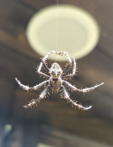 Fierce Orbweaver
